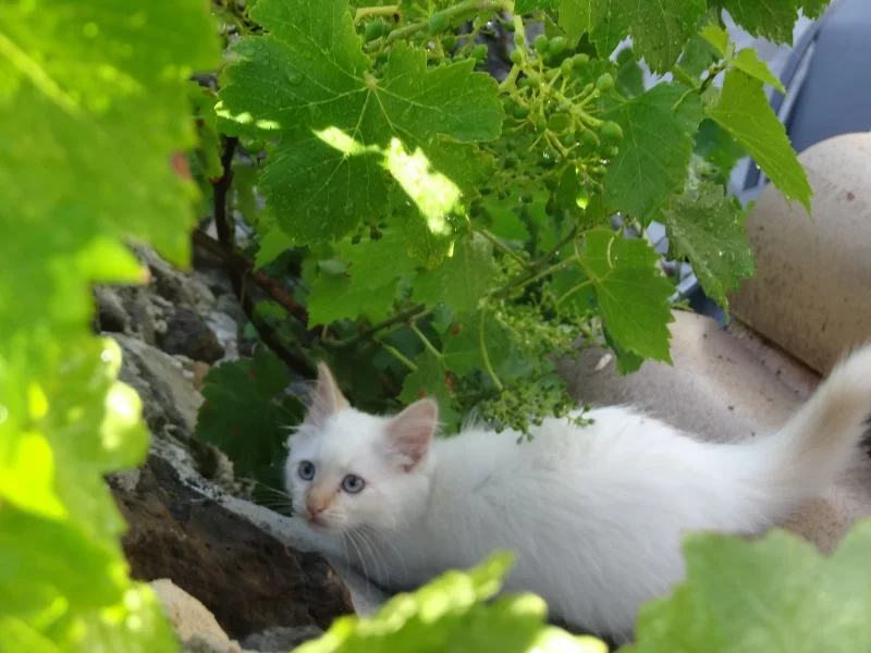 Faune espiègle et nature – Vallon des Étoiles, Ardèche Au Vallon des Étoiles, la nature est reine… et les animaux font la loi ! Cadre préservé en Ardèche pour randonneurs curieux et curieux à quatre pattes