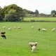 Moutons dans une prairie sur le Plateau du Coiron, à proximité du Vallon des Étoiles, Ardèche