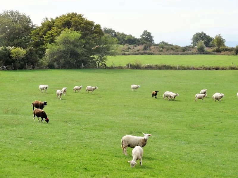 Moutons dans une prairie sur le Plateau du Coiron, à proximité du Vallon des Étoiles, Ardèche