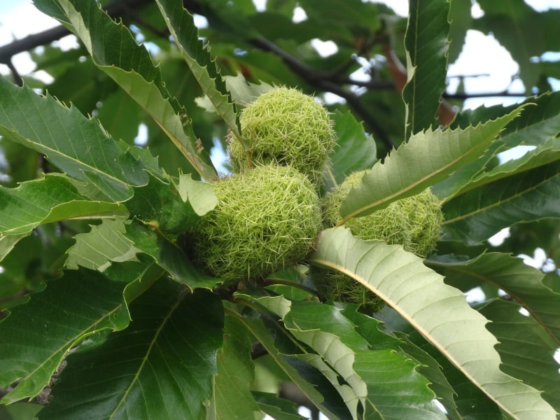 Gîtes en Ardèche du Sud au Vallon des Étoiles, printemps sous les châtaigniers et nature verdoyante
