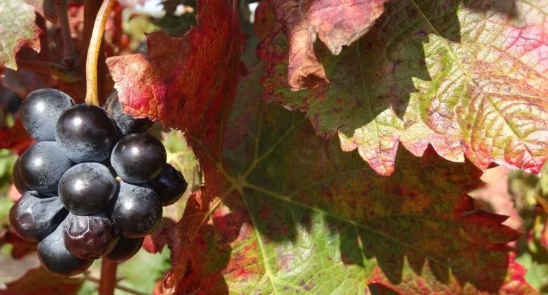 Vignes en automne en Ardèche au Vallon des Étoiles, paysages colorés et nature préservée