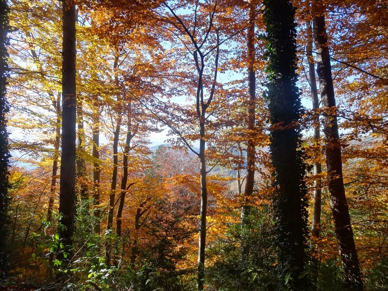 Poésie d’automne – Vallon des Étoiles, Ardèche Automne en Ardèche : paysages flamboyants et enchanteurs au Vallon des Étoiles