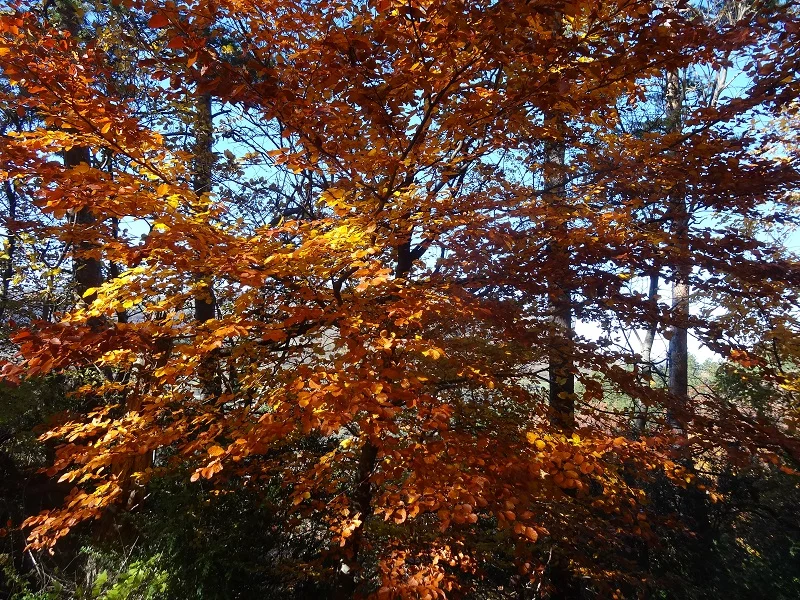 Vallon des Étoiles – Nature en automne pour des gîtes en Ardèche du Sud Gîtes en Ardèche du Sud au Vallon des Étoiles, nature en automne avec paysages colorés