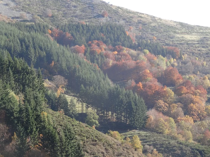 Vallon des Étoiles – Séjour dans des gîtes en Ardèche du Sud au cœur de la nature Gîtes en Ardèche du Sud au Vallon des Étoiles, cadre naturel calme et paysages préservés