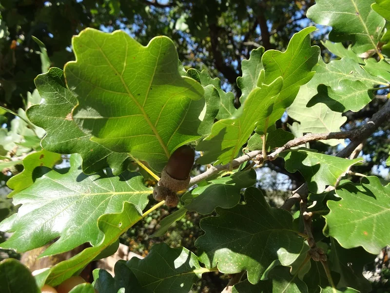 Nature et cadre préservé au Vallon des Étoiles – Gîtes en Ardèche du Sud Gîtes en Ardèche du Sud : cadre naturel et paysages préservés au Vallon des Étoiles