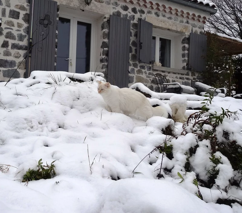 Le Vallon des Etoiles -hiver-chat malin