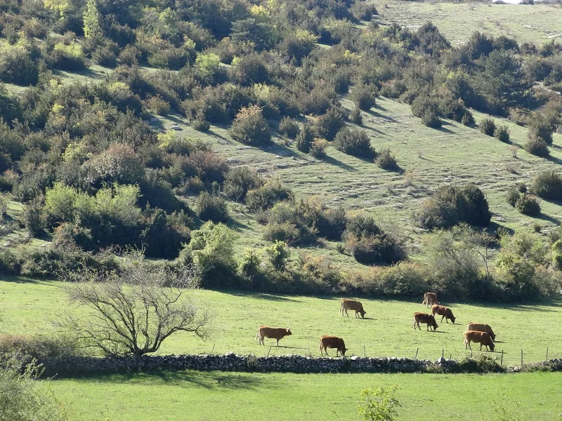 Campagne ardéchoise et grands espaces Vaches dans les prairies de l’Ardèche du Sud près de Lussas, paysages naturels autour des gîtes