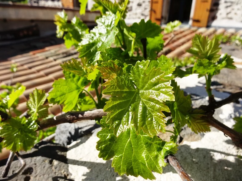 Vallon des Étoiles – Printemps et nature pour des gîtes en Ardèche du Sud Gîtes en Ardèche du Sud au Vallon des Étoiles, paysages printaniers et nature verdoyante
