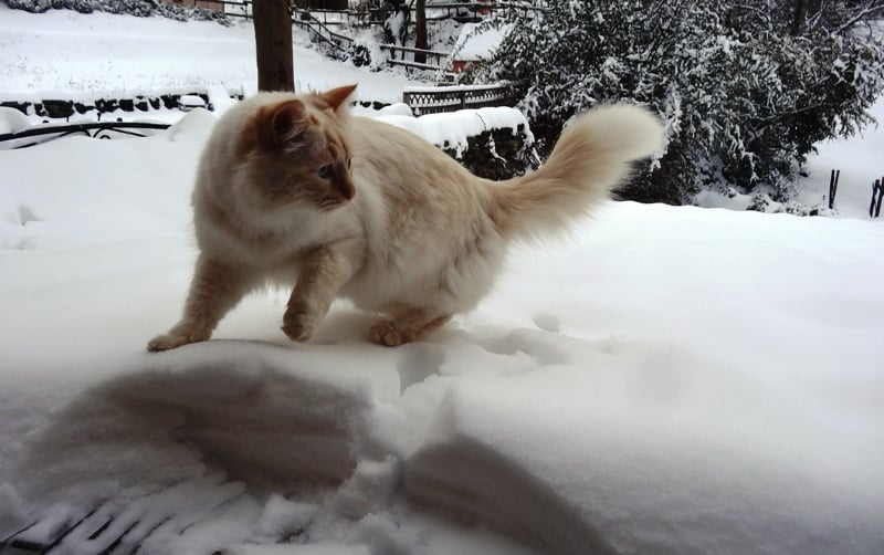 Au Vallon des Étoiles, chat dans la neige et animaux profitent d’un paysage naturel préservé en Ardèche
