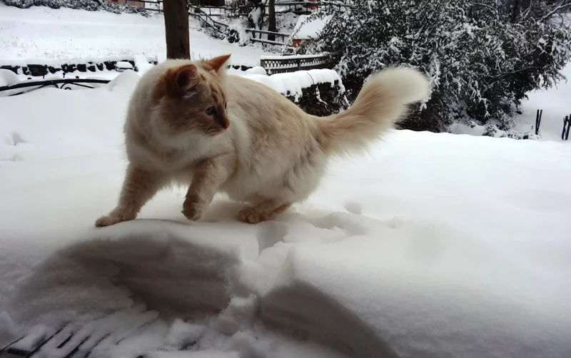 Chat dans la neige et faune locale – Vallon des Étoiles, Ardèche Au Vallon des Étoiles, chat dans la neige et animaux profitent d’un paysage naturel préservé en Ardèche