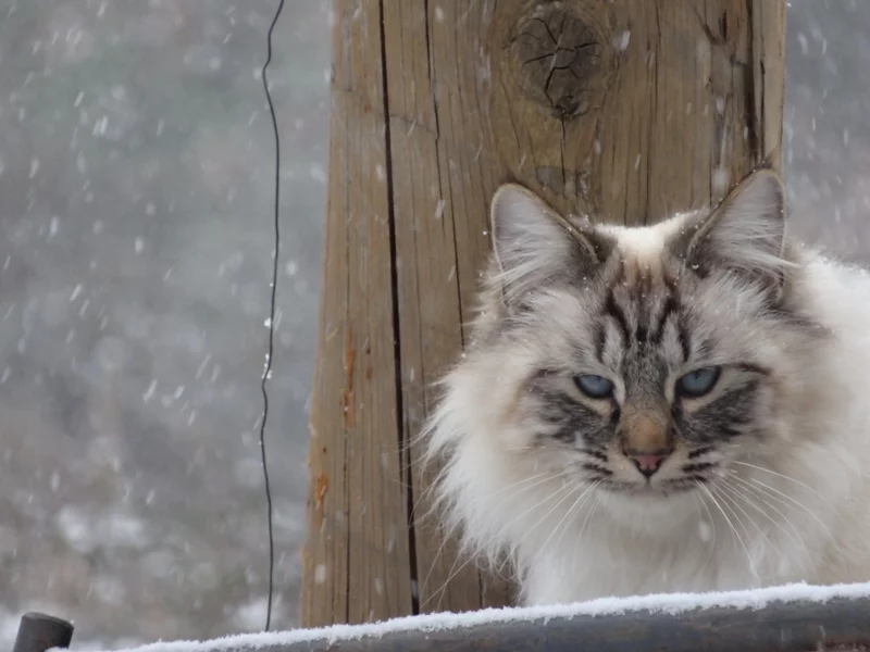 Chat dans la neige et animaux curieux – Vallon des Étoiles, Ardèche Au Vallon des Étoiles, chat dans la neige et animaux espiègles profitent de la nature en toute liberté, Ardèche