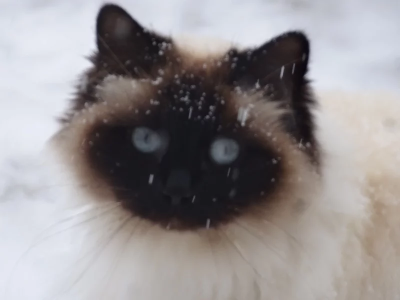 Chat dans la neige et animaux espiègles – Vallon des Étoiles, Ardèche Au Vallon des Étoiles, chat dans la neige et autres animaux profitent de la nature en toute liberté, Ardèche