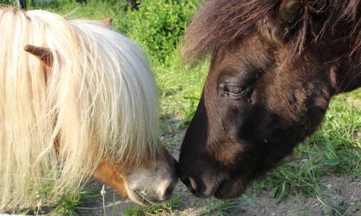 Hommage aux poneys – Vallon des Étoiles, Ardèche Hommage aux poneys disparus, compagnons à 4 pattes, au Vallon des Étoiles, Ardèche