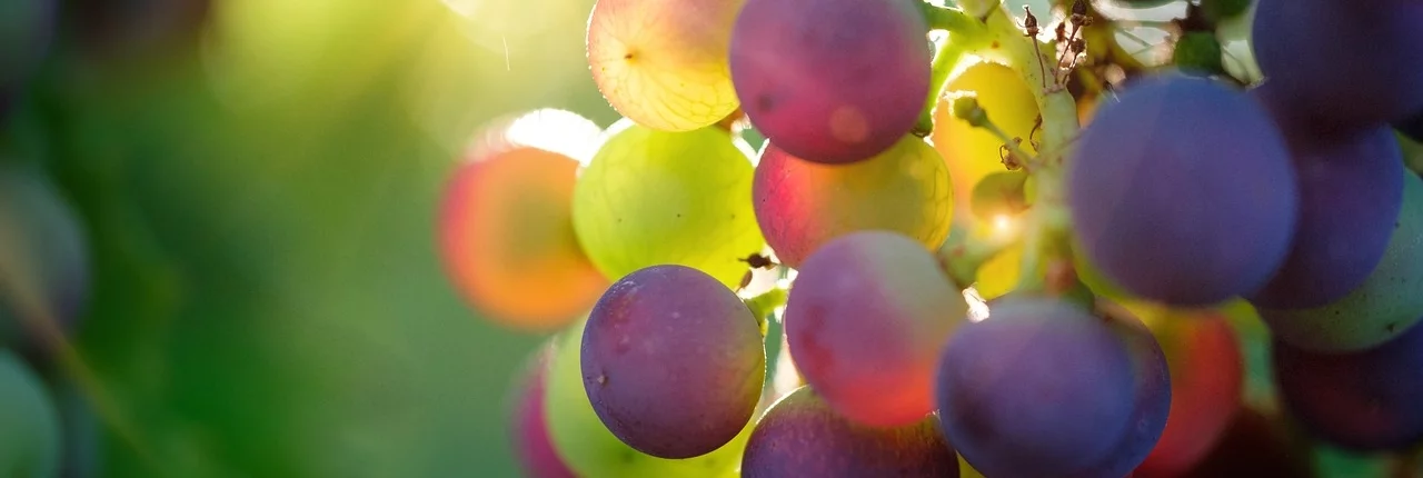 Raisins au Vallon des Étoiles, au cœur du vignoble ardéchois, labellisé Vignobles et Découvertes, à savourer lors d’une dégustation de vin, paysages typiques et nature